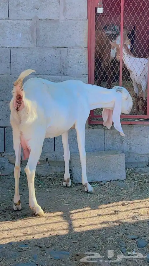 بنجابيات تب التب(تم البيع ) 4