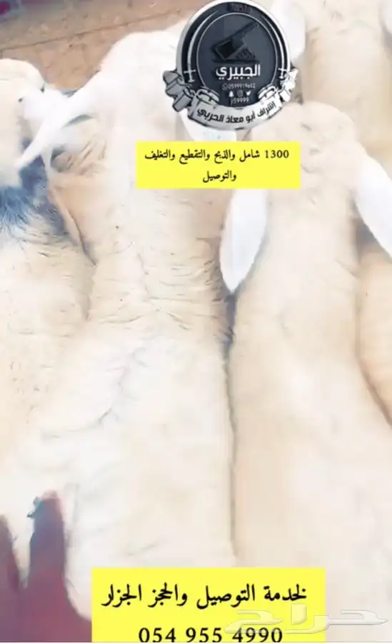 حوار وحريات وسواكني 8