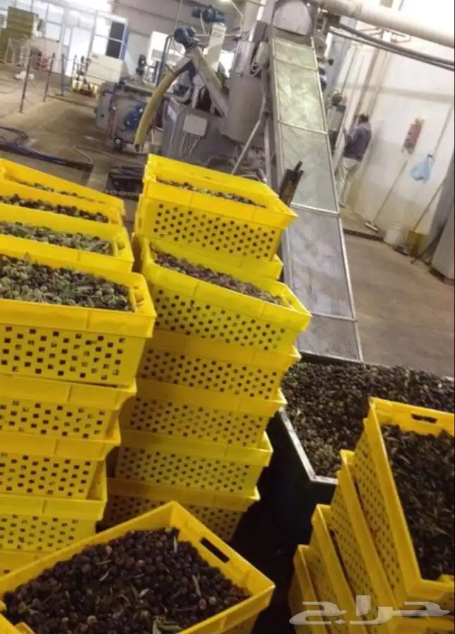 زيت زيتون بسيطا معصرة الجريد عصرة اولى جديدة عصرة الموسم1447 17