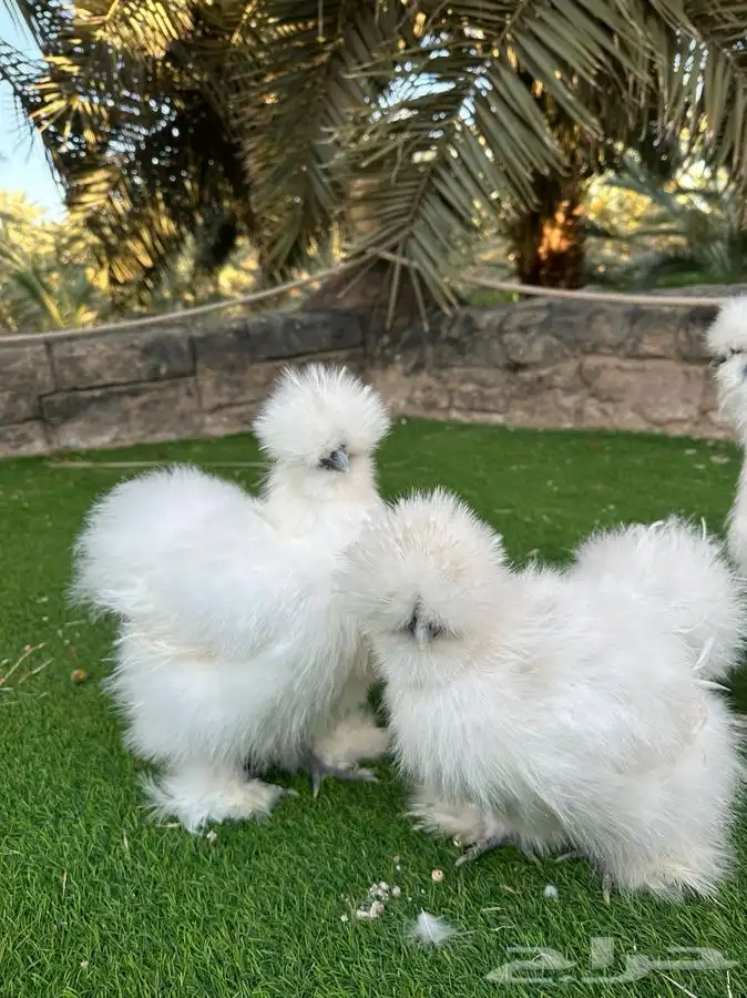فروخ واطقم دجاج قطني TOP 6