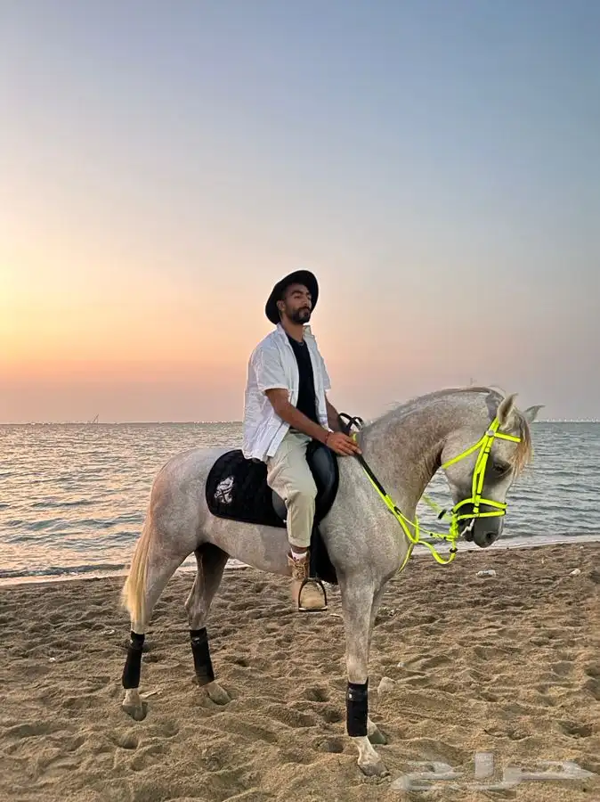 رحلات وجلسات خيل عالبحر 3