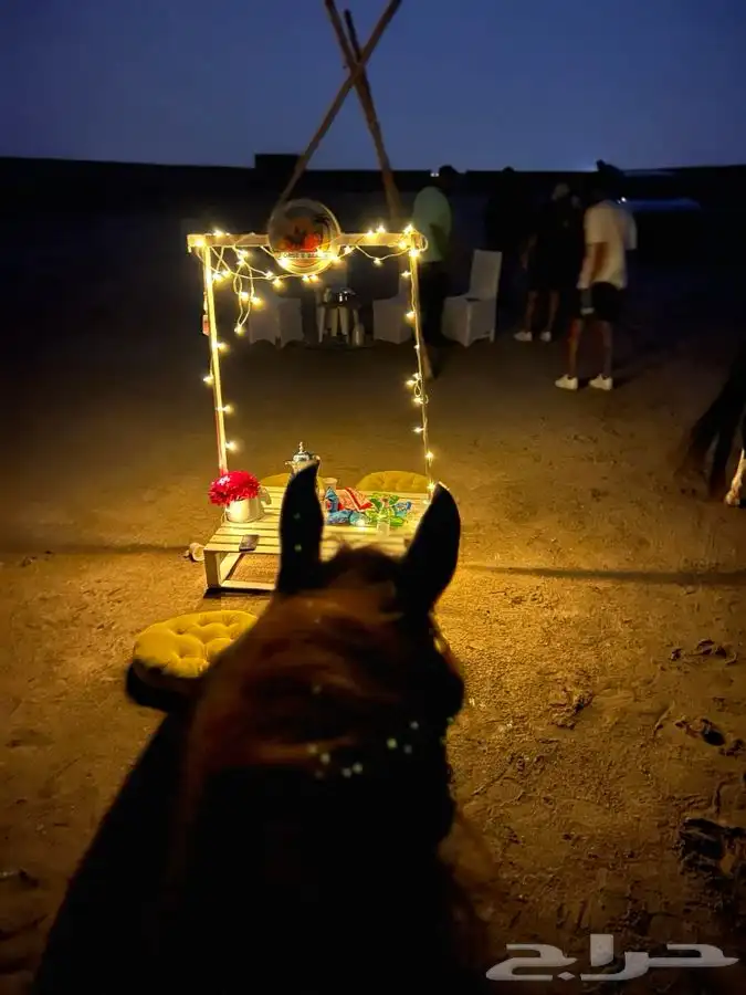 رحلات وجلسات خيل عالبحر 1