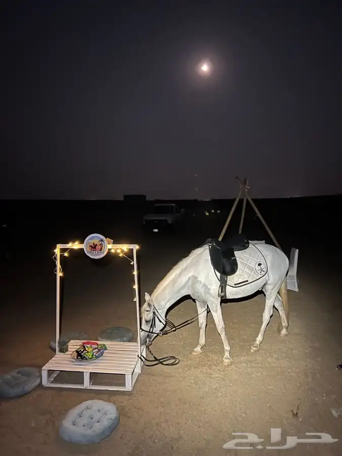 رحلات وجلسات خيل عالبحر 2