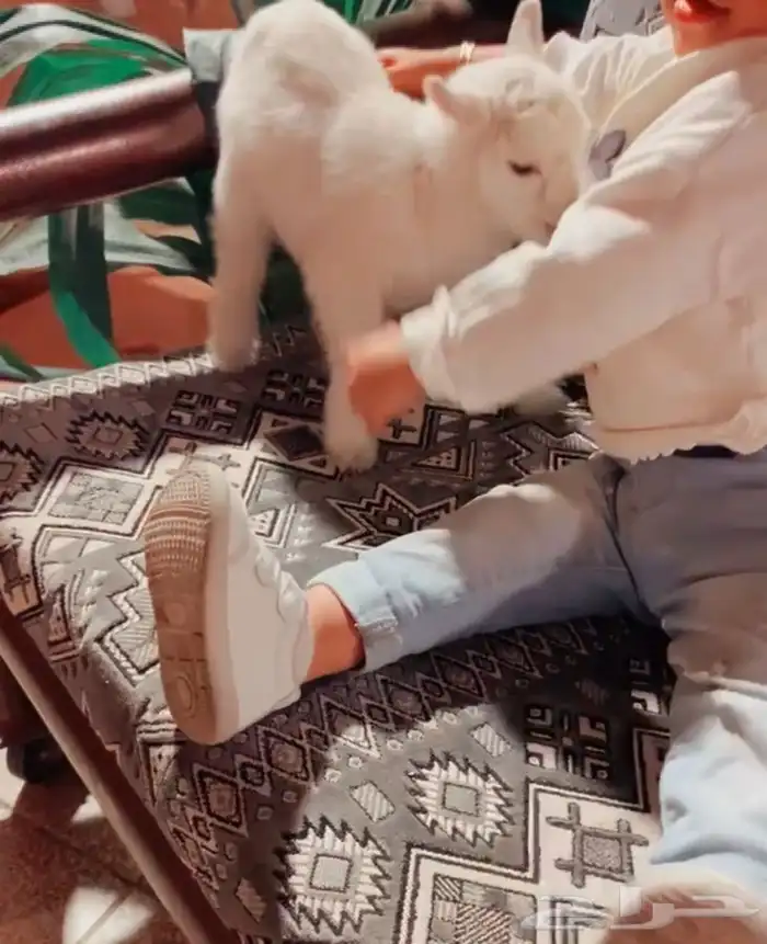 مواليد الماعز القزم 1