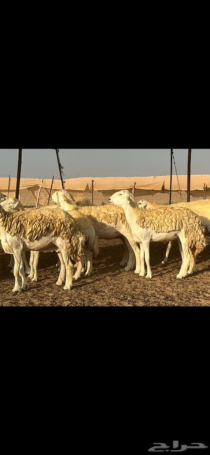 حريات صنف الصنف (تم البيع) 3