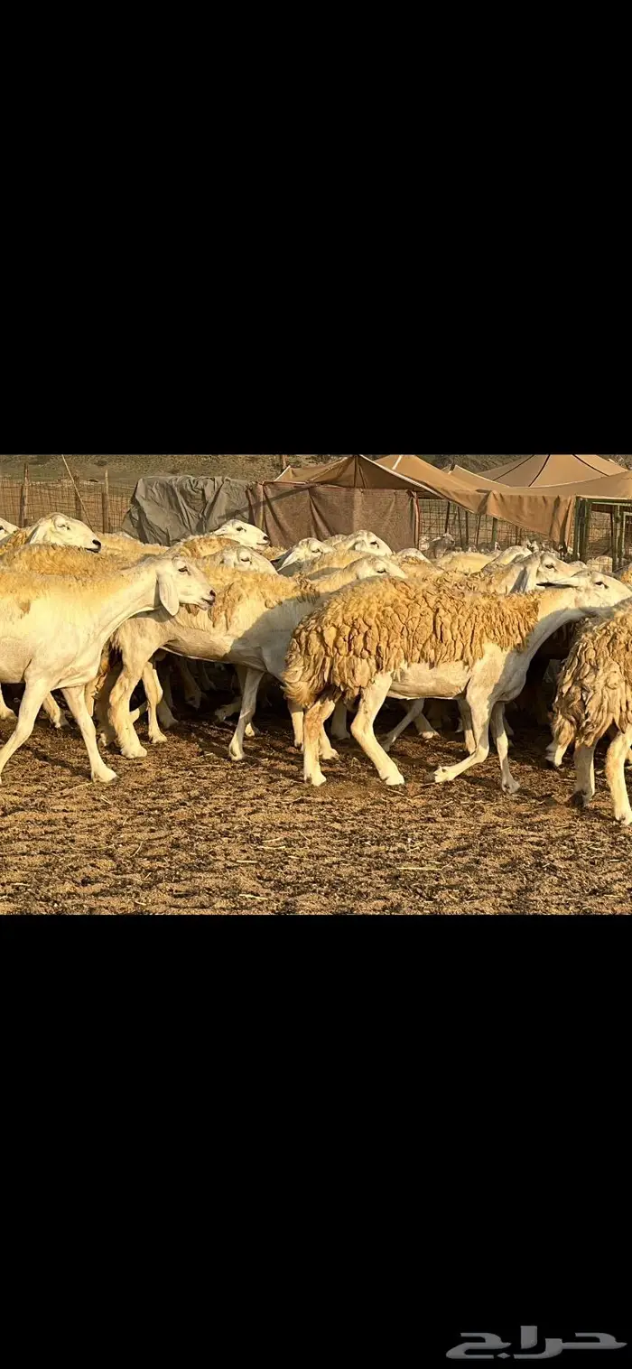 حريات صنف الصنف (تم البيع) 10