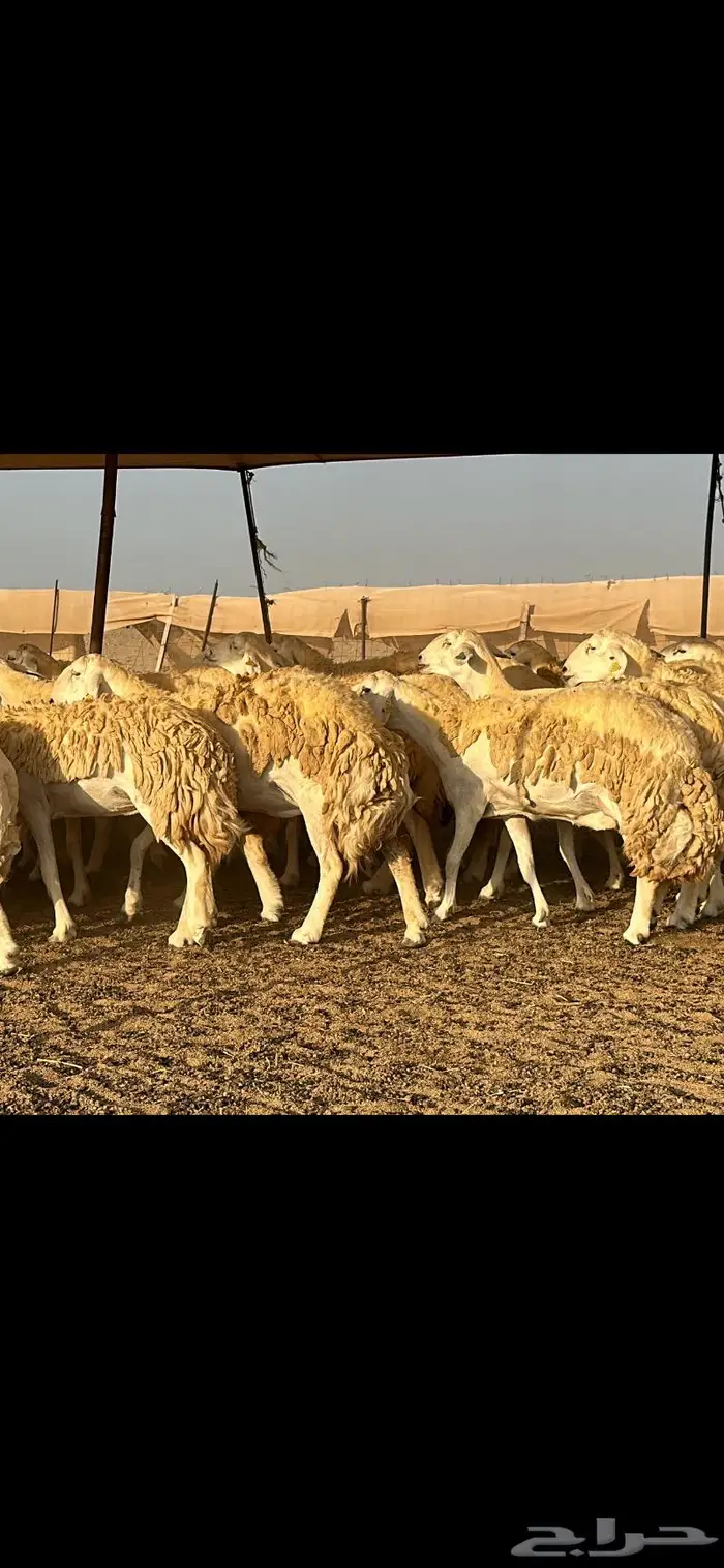 حريات صنف الصنف (تم البيع) 13