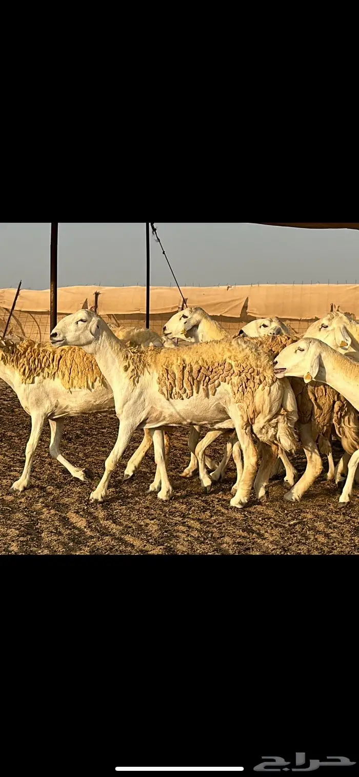 حريات صنف الصنف (تم البيع) 17
