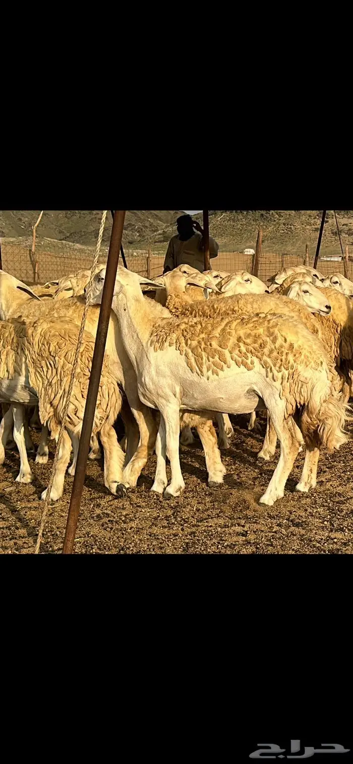 حريات صنف الصنف (تم البيع) 24