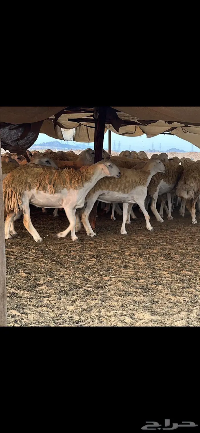 حريات صنف الصنف (تم البيع) 23