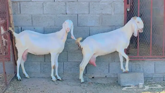 بنجابيات تب التب(تم البيع ) 1