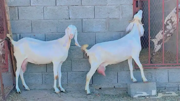 بنجابيات تب التب(تم البيع ) 0