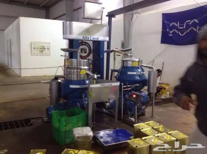 زيت زيتون بسيطا معصرة الجريد عصرة اولى جديدة عصرة الموسم1447 15