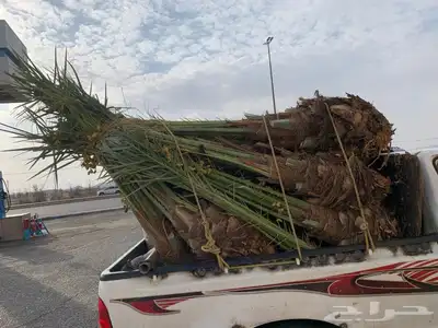 يوجد لدينا جميع انواع واشجار ازينه ول واشنطن 2