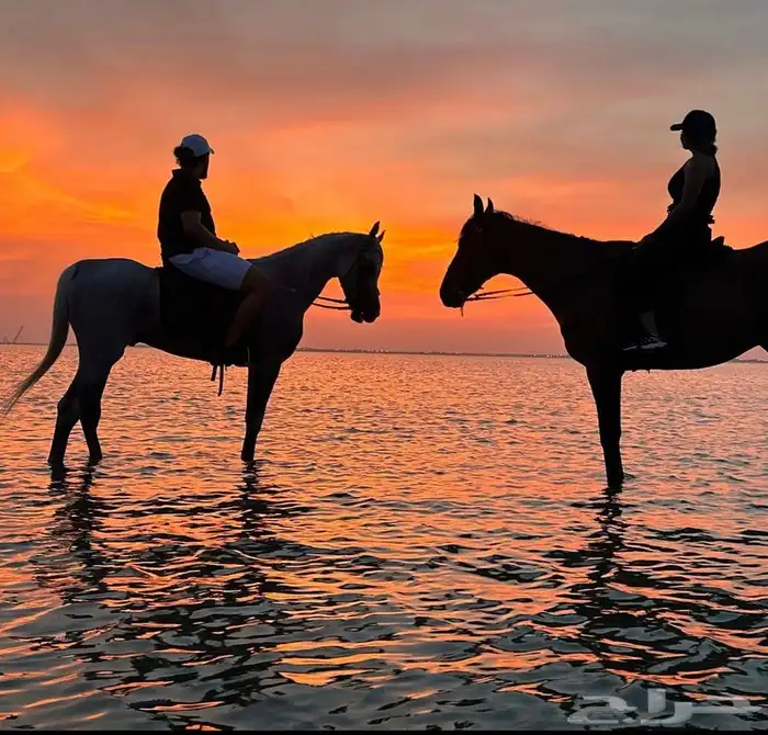 رحلات وجلسات خيل عالبحر 10