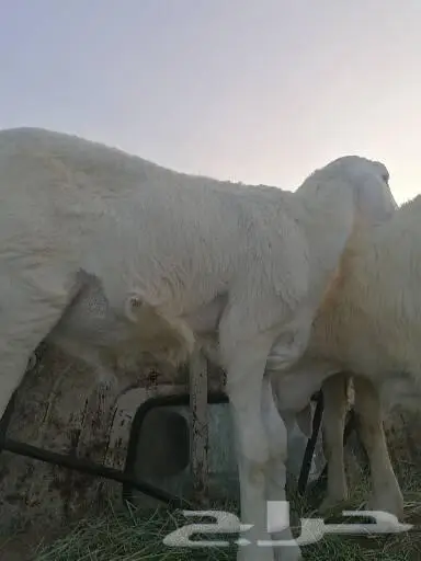 ذبايح سواكني حري تيوس خير بلدنا 1