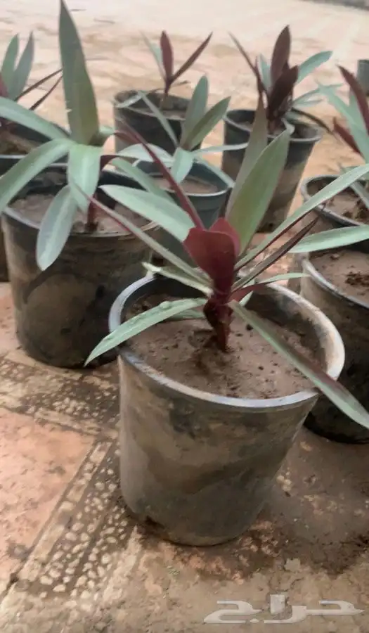 نبات صبار ريو 2