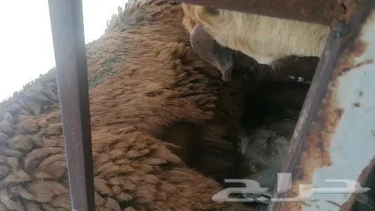 ذبايح سواكني حري تيوس خير بلدنا 4