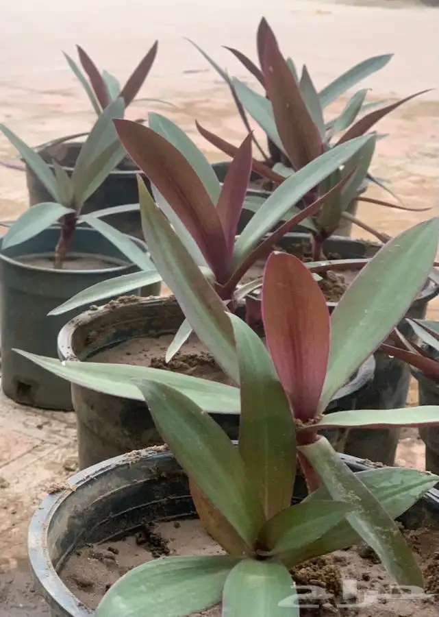نبات صبار ريو 1