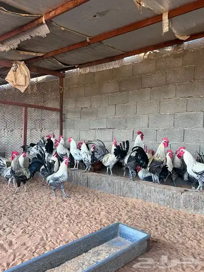 ديوك بلدي طيبات مذبوح 0