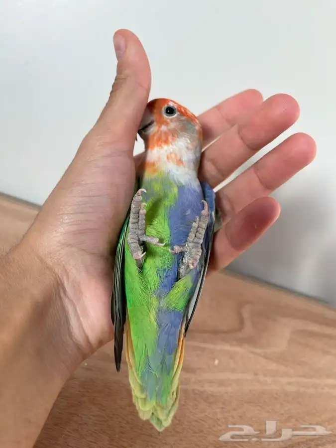 لأهل النوادر و التميييز 0