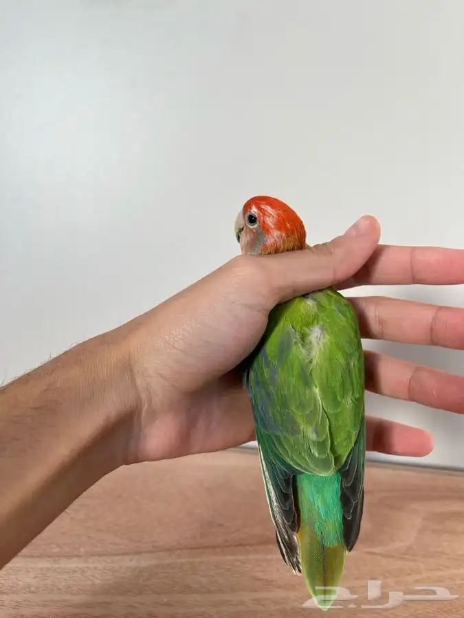 لأهل النوادر و التميييز 1