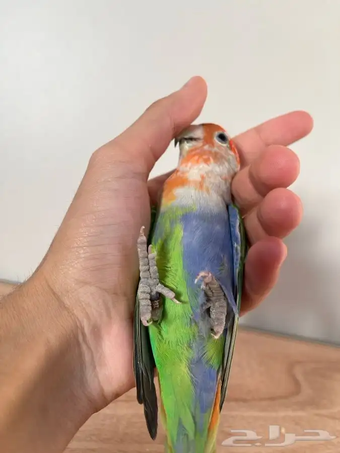 لأهل النوادر و التميييز 2