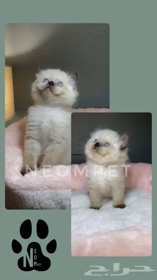 كيتن قطه بسه هملايا شيرازي سكوتش فولد انثى ذكر قطط للبيع قط 4