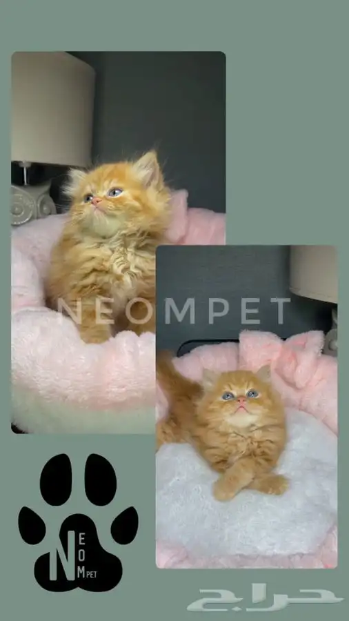 كيتن قطه بسه هملايا شيرازي سكوتش فولد انثى ذكر قطط للبيع قط 3
