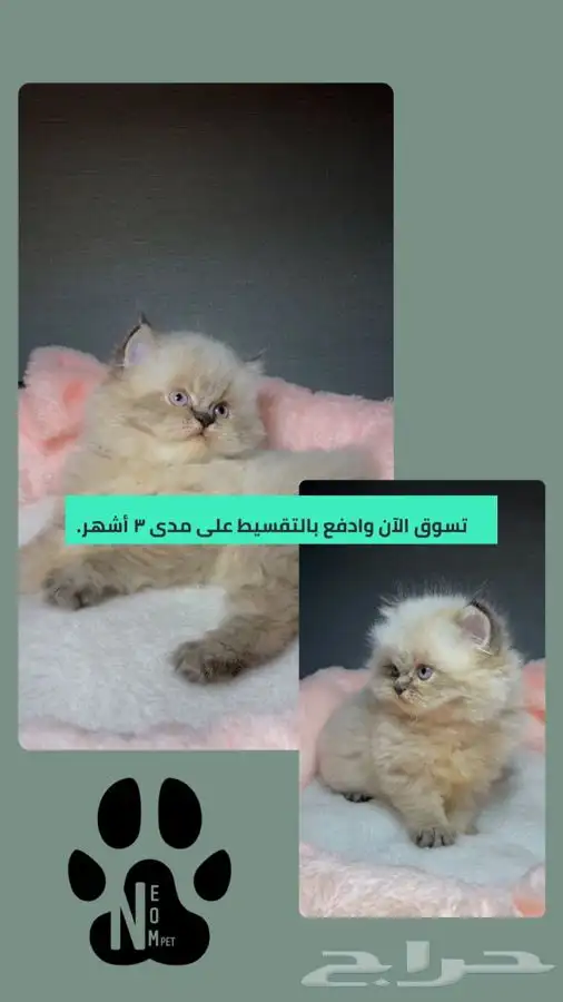 كيتن قطه بسه هملايا شيرازي سكوتش فولد انثى ذكر قطط للبيع قط 1