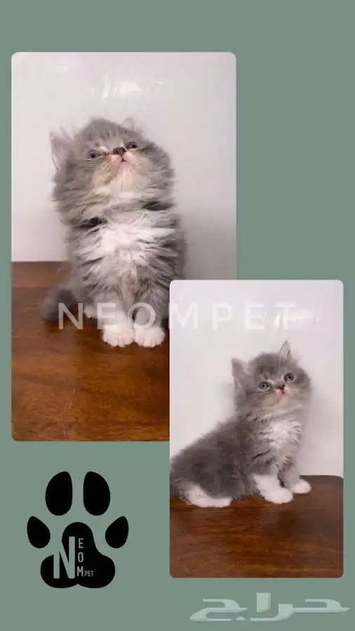 كيتن قطه بسه هملايا شيرازي سكوتش فولد انثى ذكر قطط للبيع قط 5