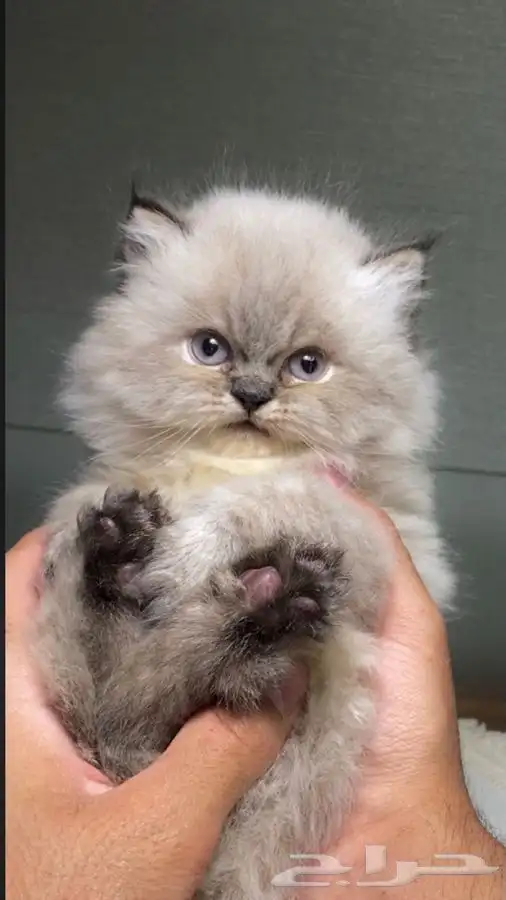 كيتن قطه بسه هملايا شيرازي سكوتش فولد انثى ذكر قطط للبيع قط 0