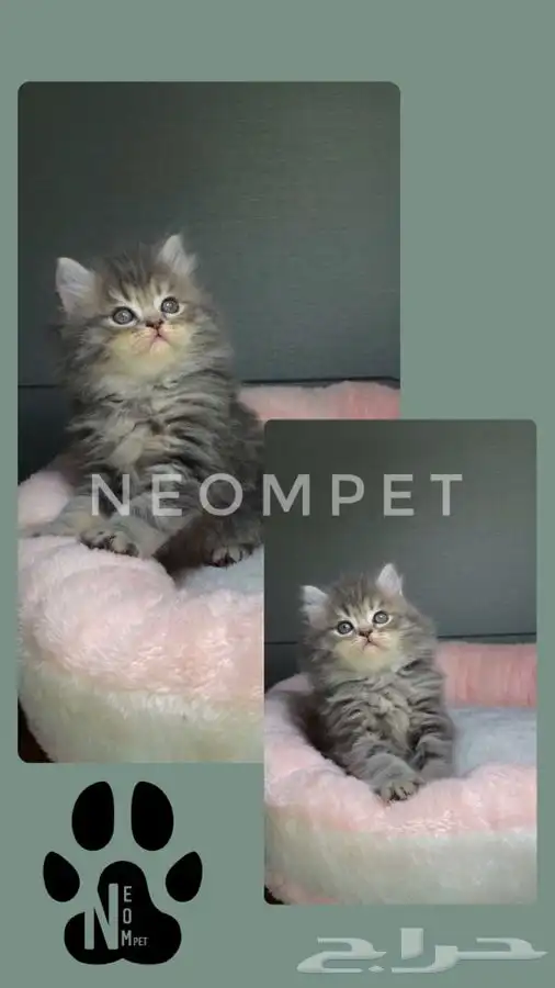 كيتن قطه بسه هملايا شيرازي سكوتش فولد انثى ذكر قطط للبيع قط 2