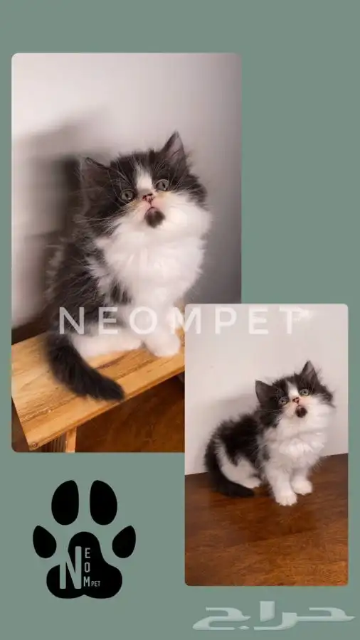 كيتن قطه بسه هملايا شيرازي سكوتش فولد انثى ذكر قطط للبيع قط 7