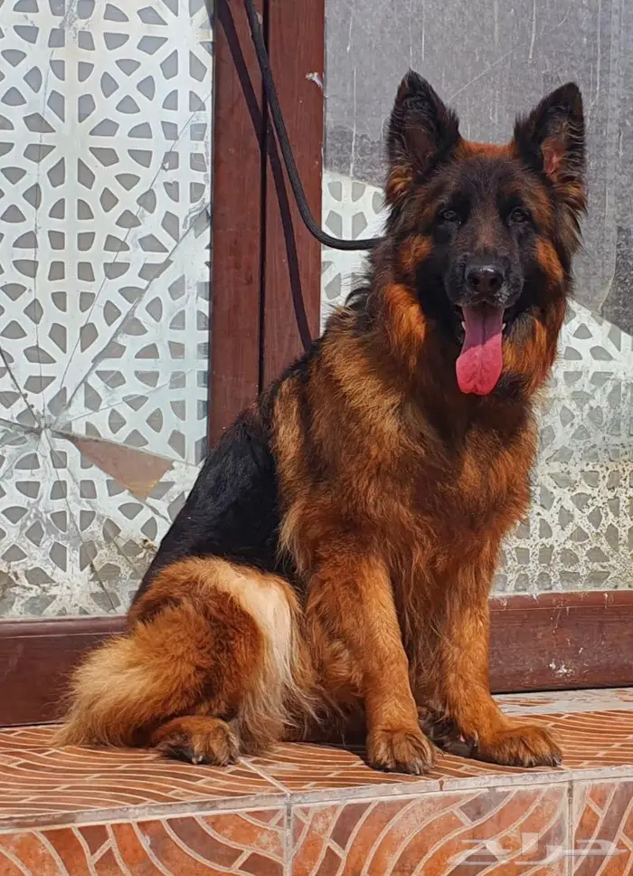جراوي جيرمن شيبرد لونق هير شولاين بيور ابطال 8