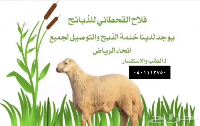 طليان بريه 0