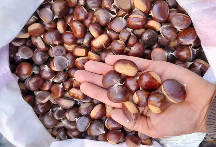 كستناء تركيا ابو فروة التركي فاخر نراهن عليه جودة وسعر. 2