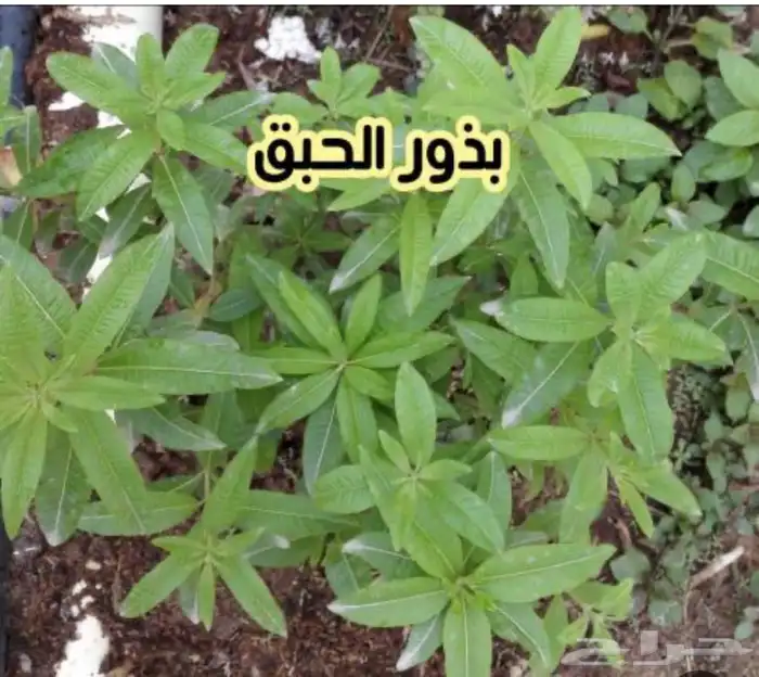 بذور اشجار عرض اي نوع كيس 9ريال 29