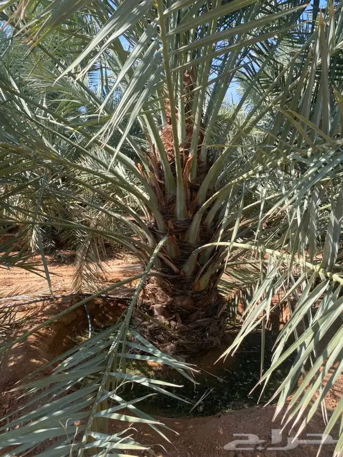 نخل خلاص 3