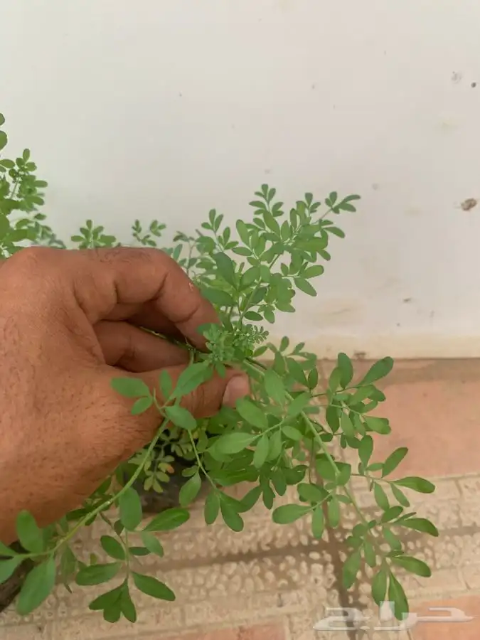 نبات سذاب او شذاب 4
