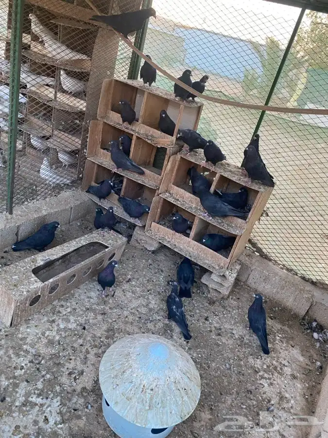 حمام قطايف 1