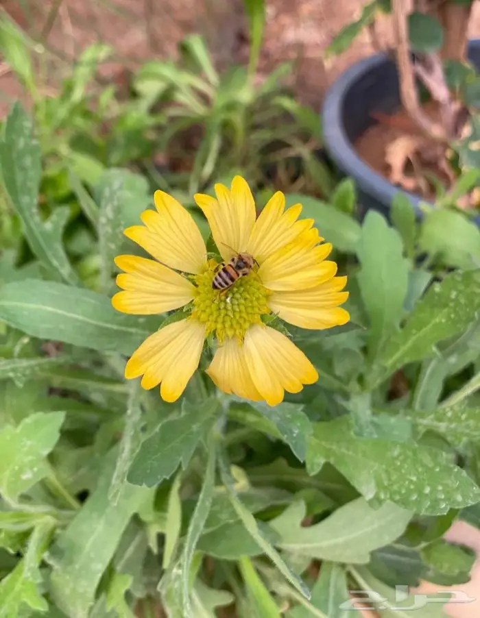 شتلات العنبر الكشميري 3