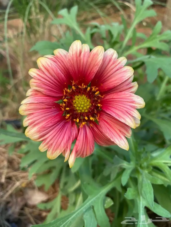 شتلات العنبر الكشميري 4