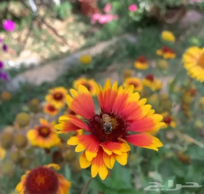 شتلات العنبر الكشميري 1