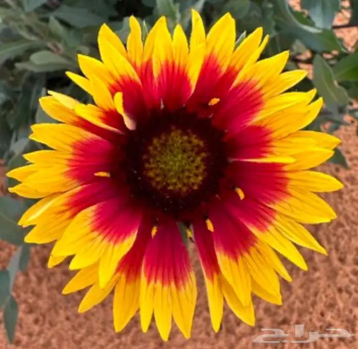 شتلات العنبر الكشميري 0