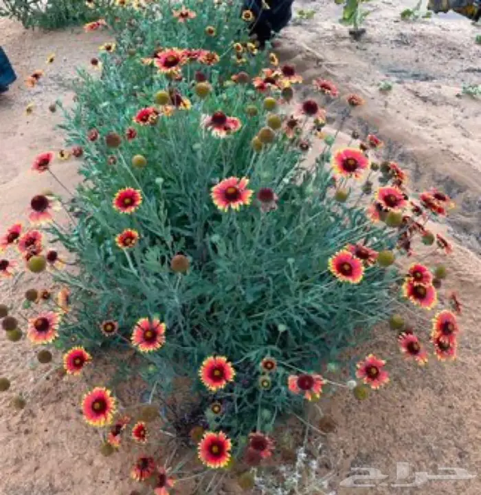 شتلات العنبر الكشميري 2