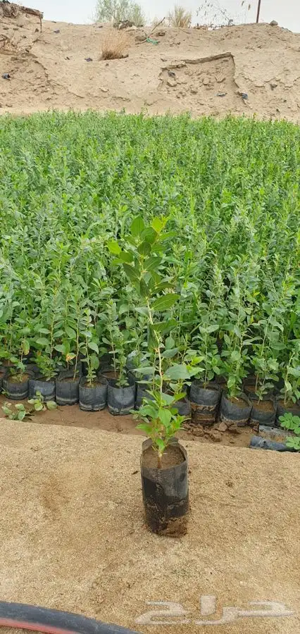 اشجار ومشاتل شتلات باقل الاسعار 6