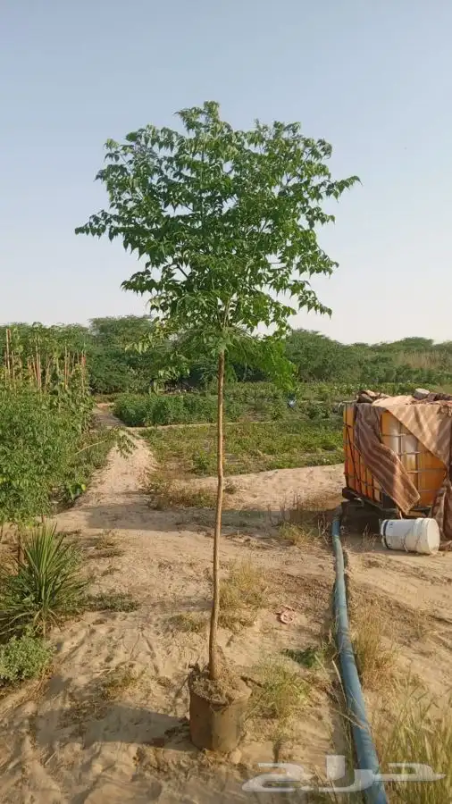 اشجار ومشاتل شتلات باقل الاسعار 7