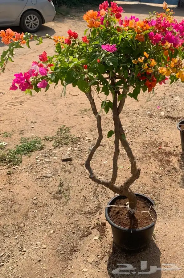 جهنميه او المجنونه او الجميله 3