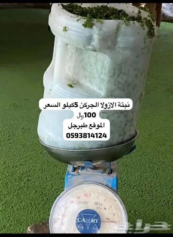 ازولا 1